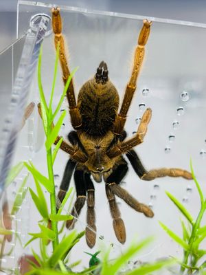 Encyocratella olivacea (4cm KL)