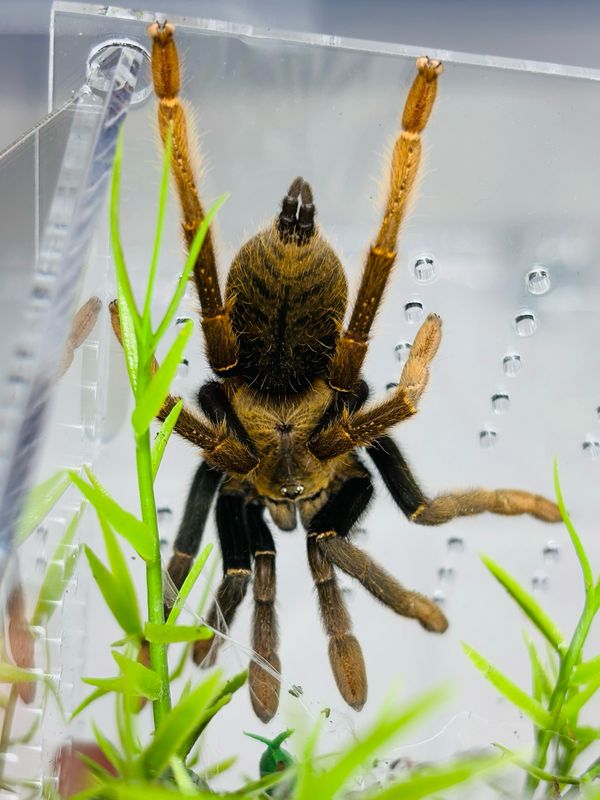 Encyocratella olivacea (4cm KL)