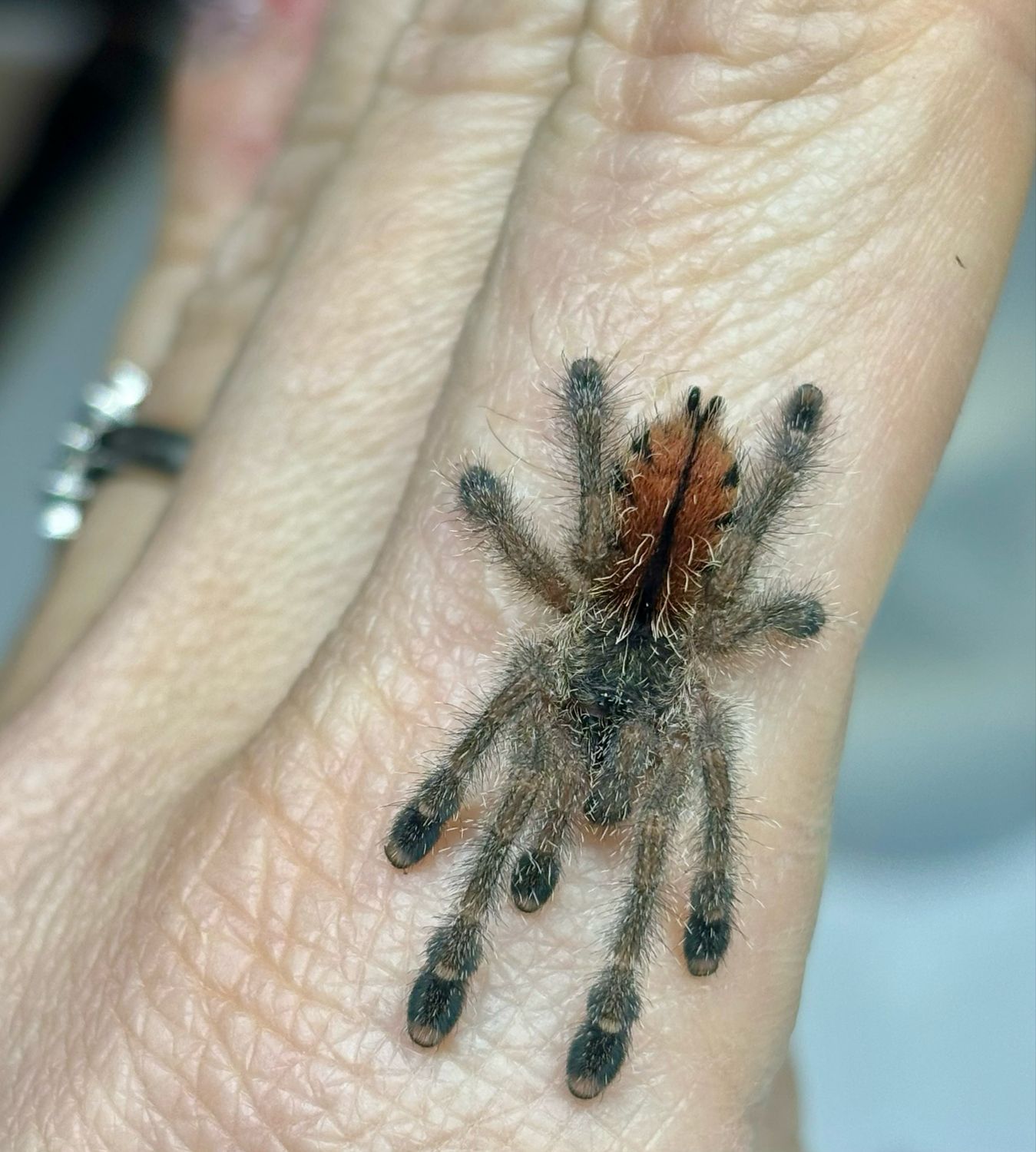 Avicularia bicegoi (1,5cm KL)