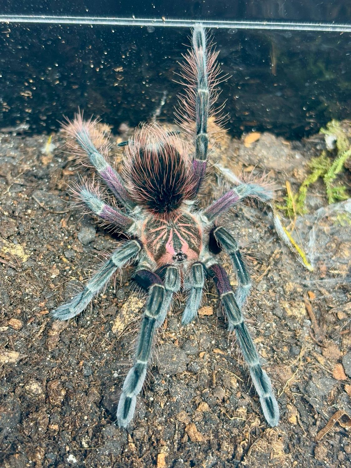 Pamphobeteus sp. insignis (Ecuador) (3cm KL)