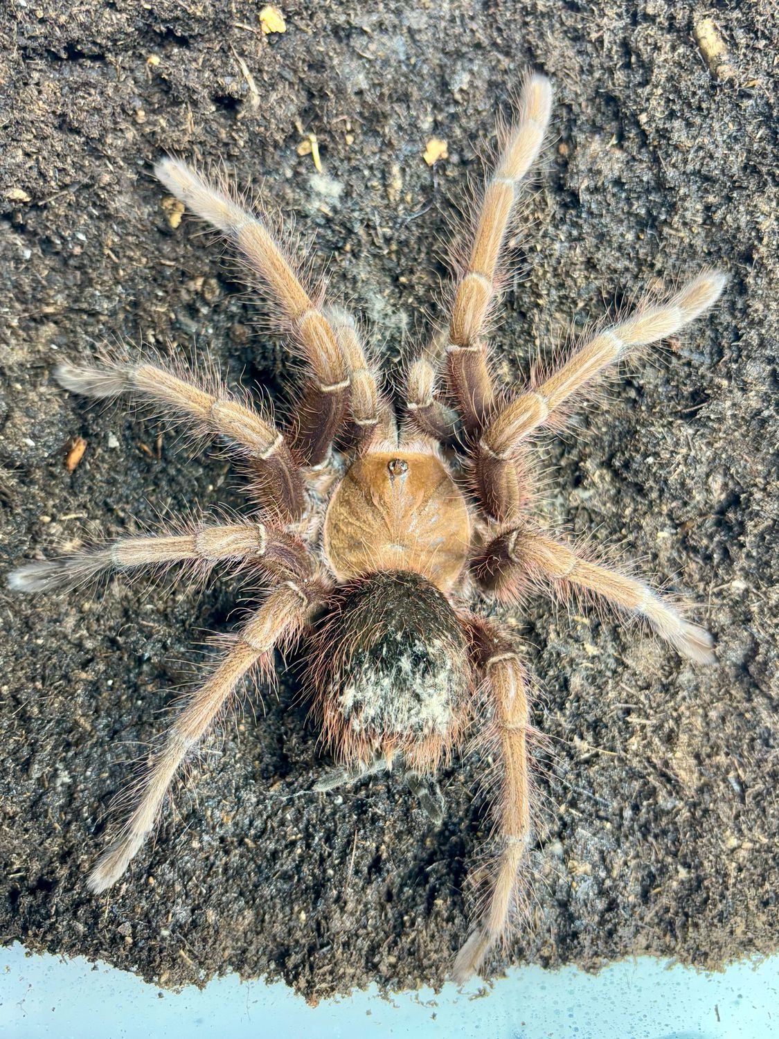 Theraphosa apophysis (6,5cm KL)
