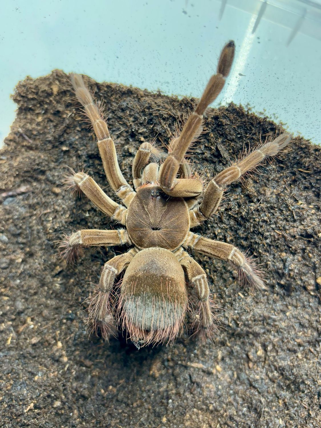Theraphosa Stirmi (6cm KL)