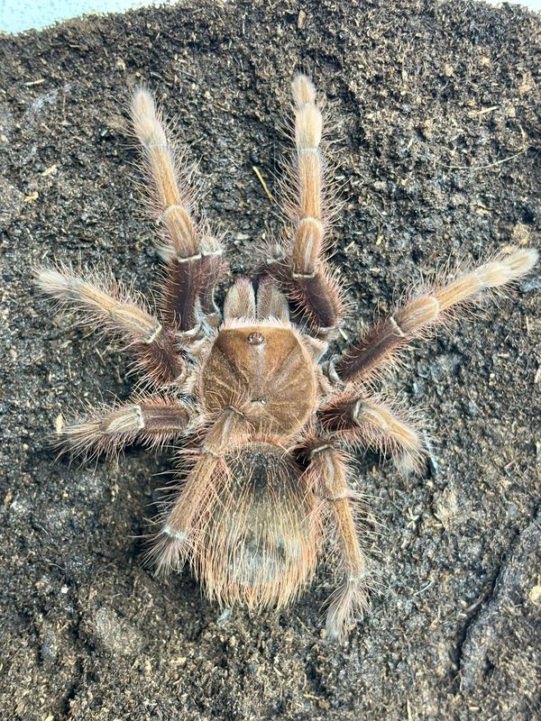 Theraphosa apophysis (6cm KL)