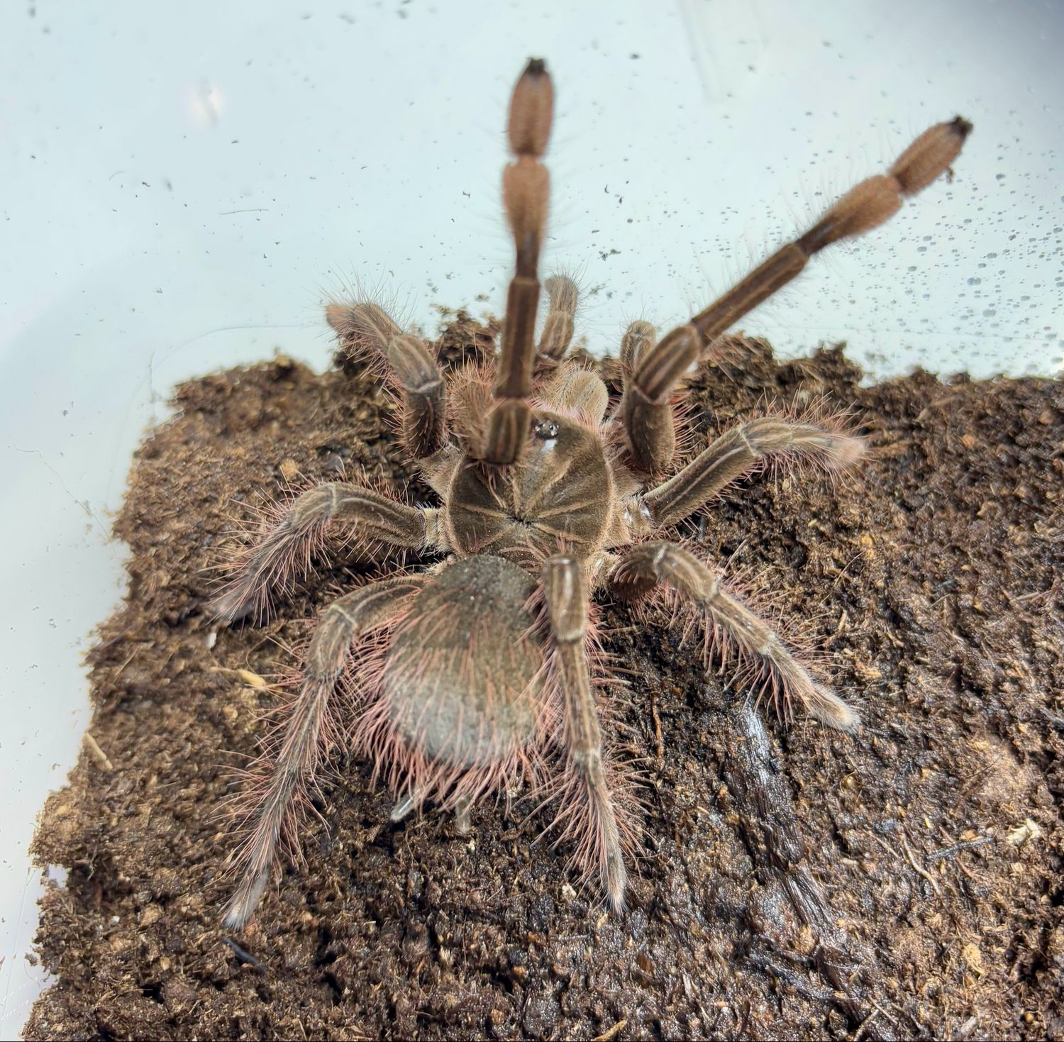Theraphosa Stirmi (4cm KL)