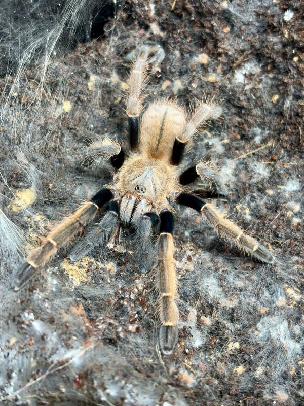 Ornithoctonus aureotibialis (2cm KL)