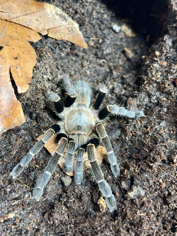 Ornithoctonus costalis - Silver-grey (4cm KL)
