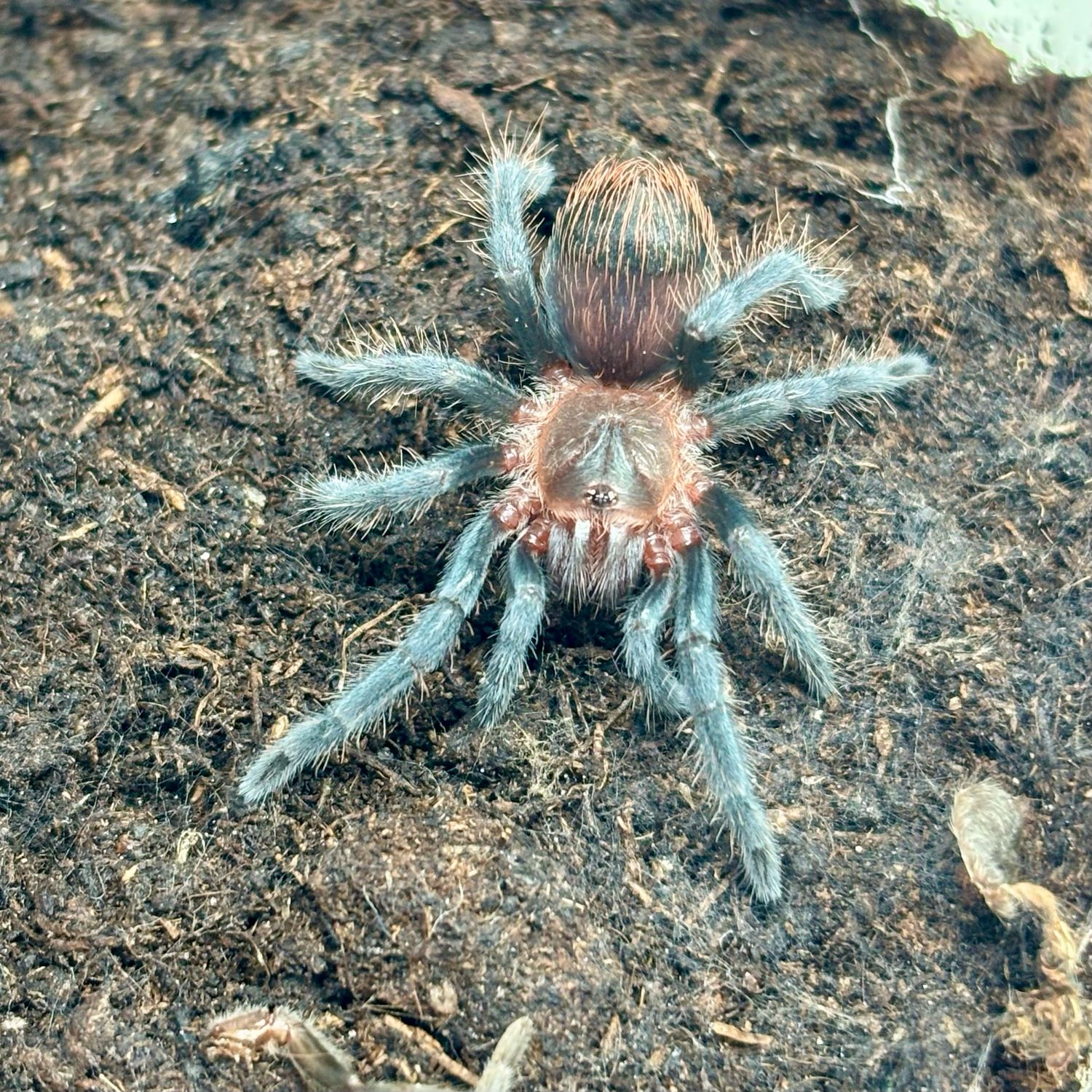 Tliltocatl kahlenbergi (1cm KL)