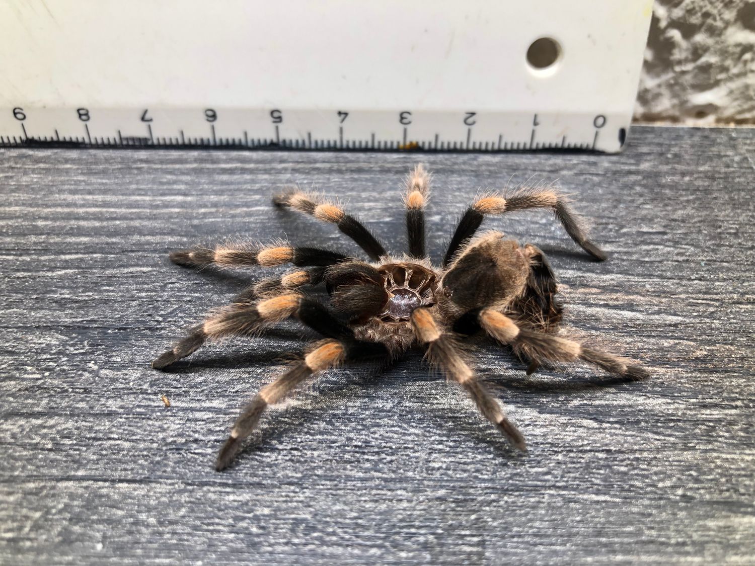 [80] original Tarantula Vogelspinnen Häutung Brachypelma hamorii