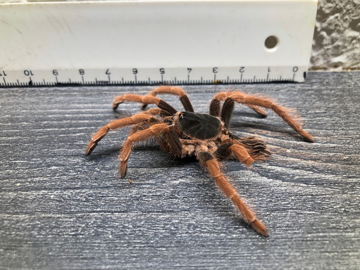 [24] original Tarantula Vogelspinnen Häutung Megaphobema robustum