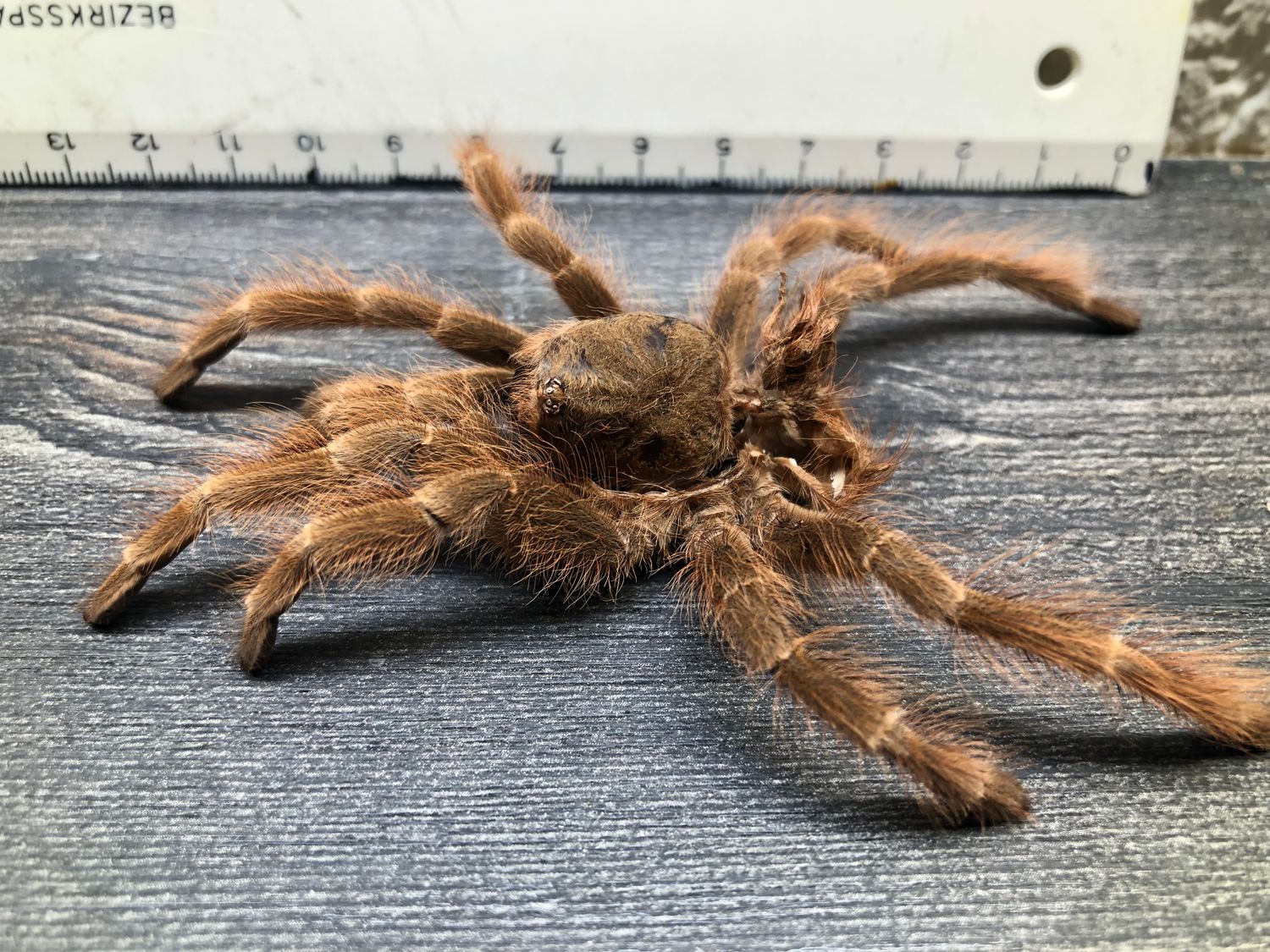 [94] Deko original Tarantula Vogelspinnen Häutung Nhandu tripepii