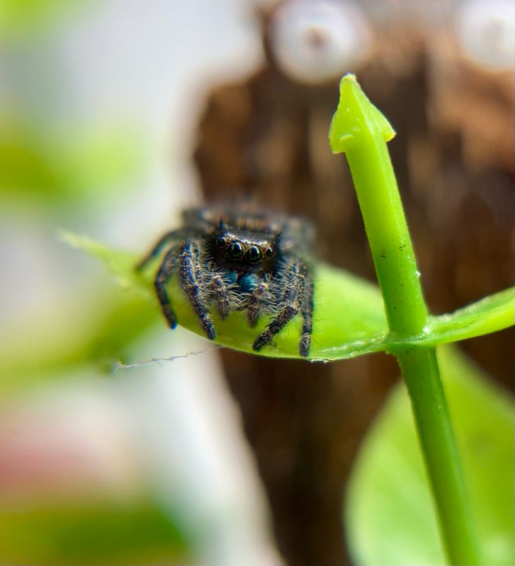 Phidippus audax bryantae (5 FH)