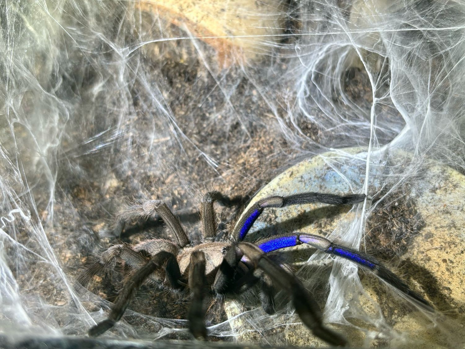 Chilobrachys natanicharum (2,5cm KL)