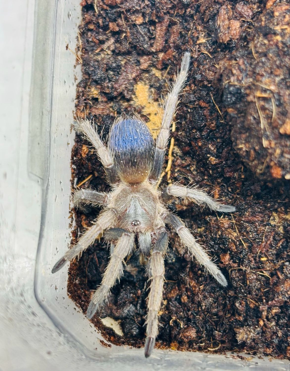 Pseudhapalopus sp. blue (2cm KL)