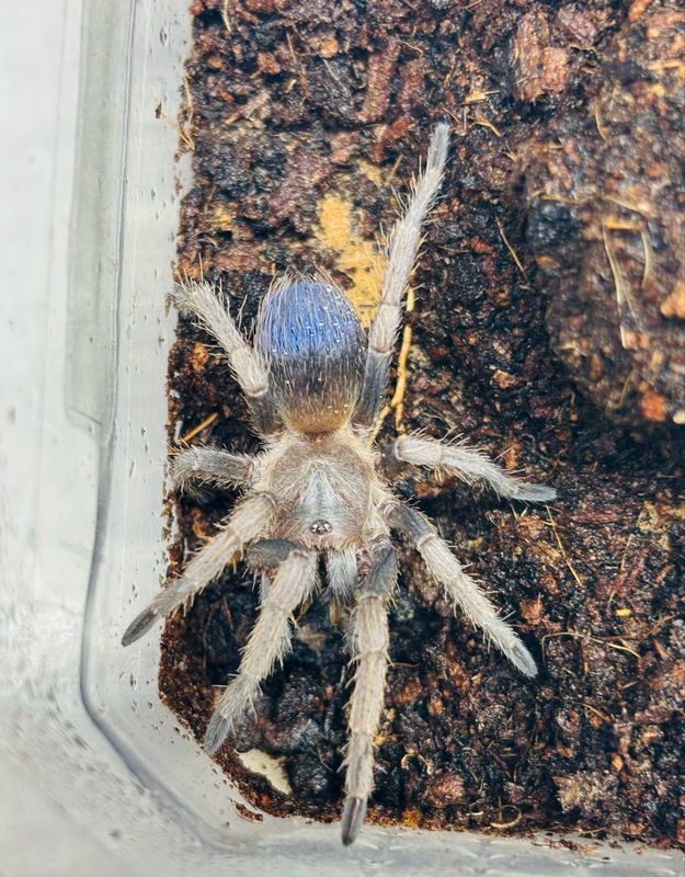 Pseudhapalopus sp. blue (2cm KL)