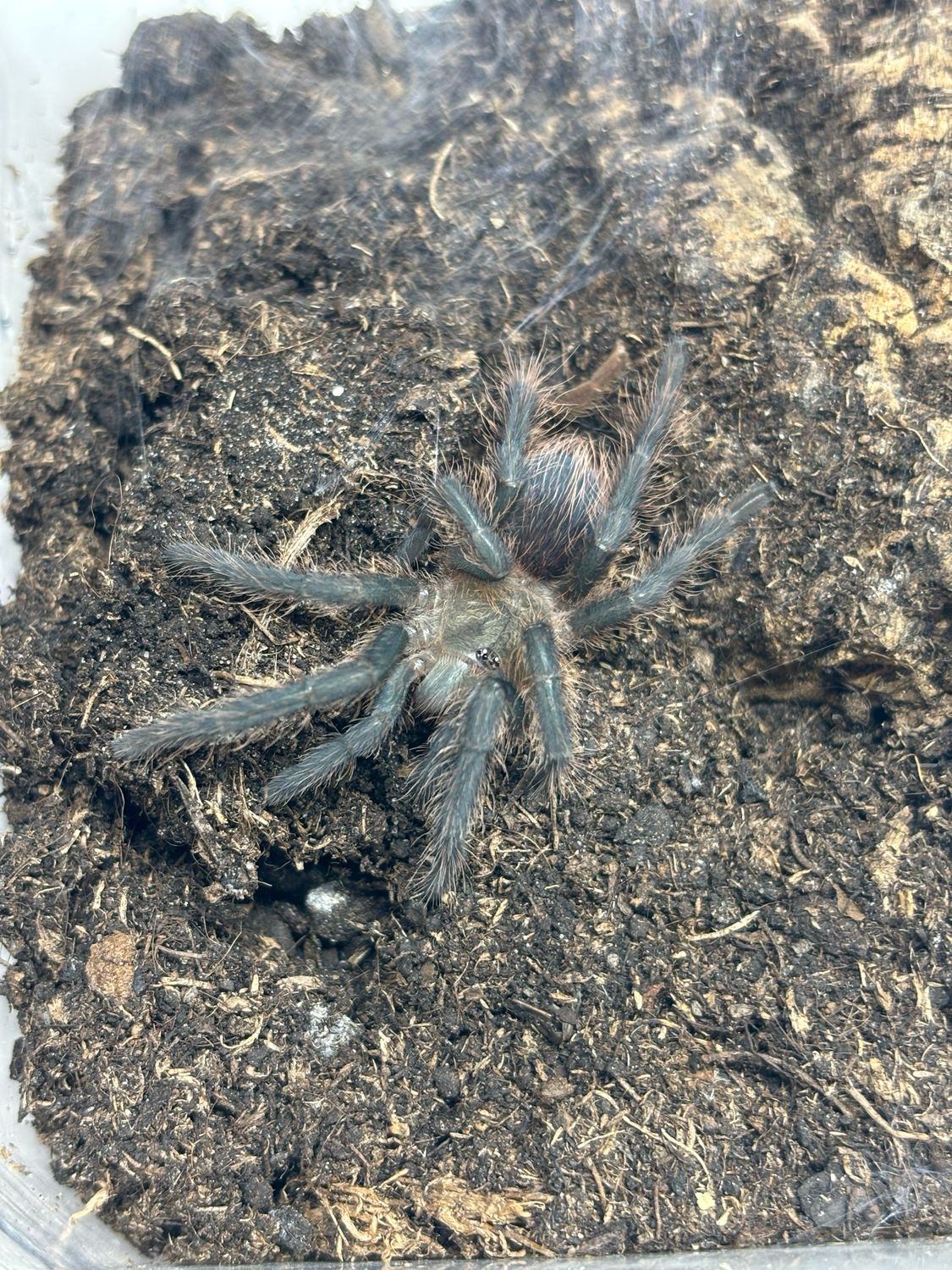 Phormictopus auratus (1,5cm KL)