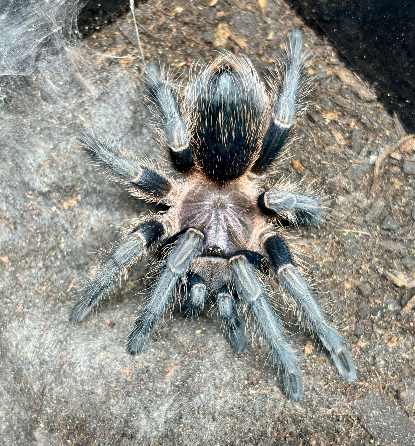 Phormictophus sp. Green Gold (3cm KL)