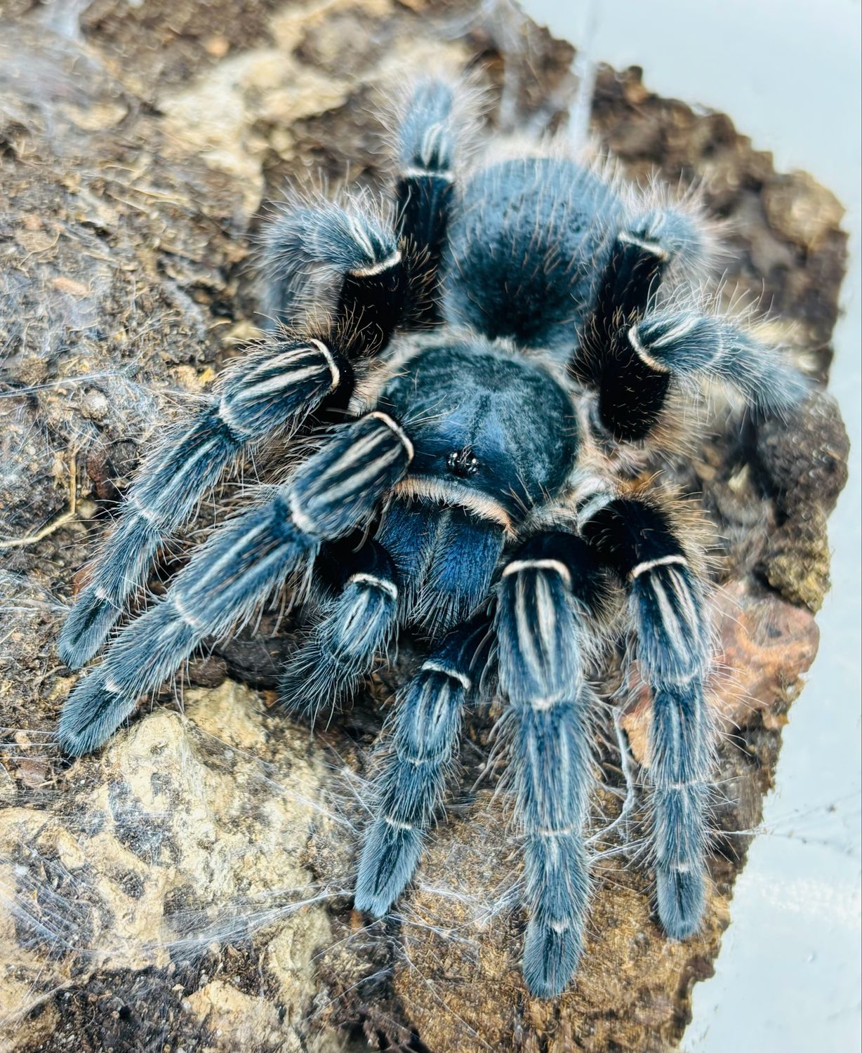 Aphonopelma seemanni (5,5cm KL)