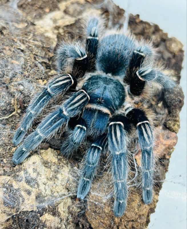 Aphonopelma seemanni (5,5cm KL)