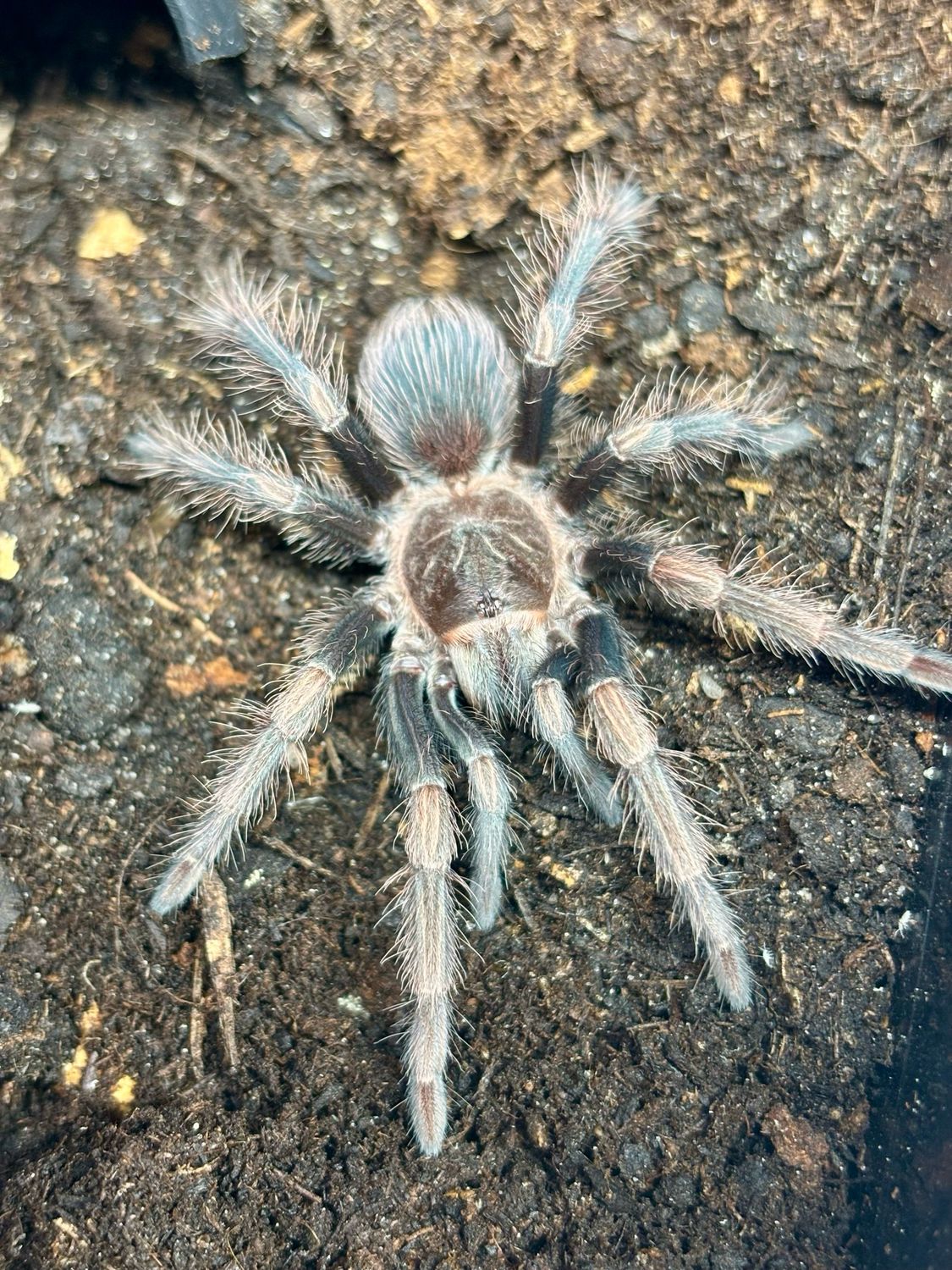Lasiodorides striatus (3cm KL)