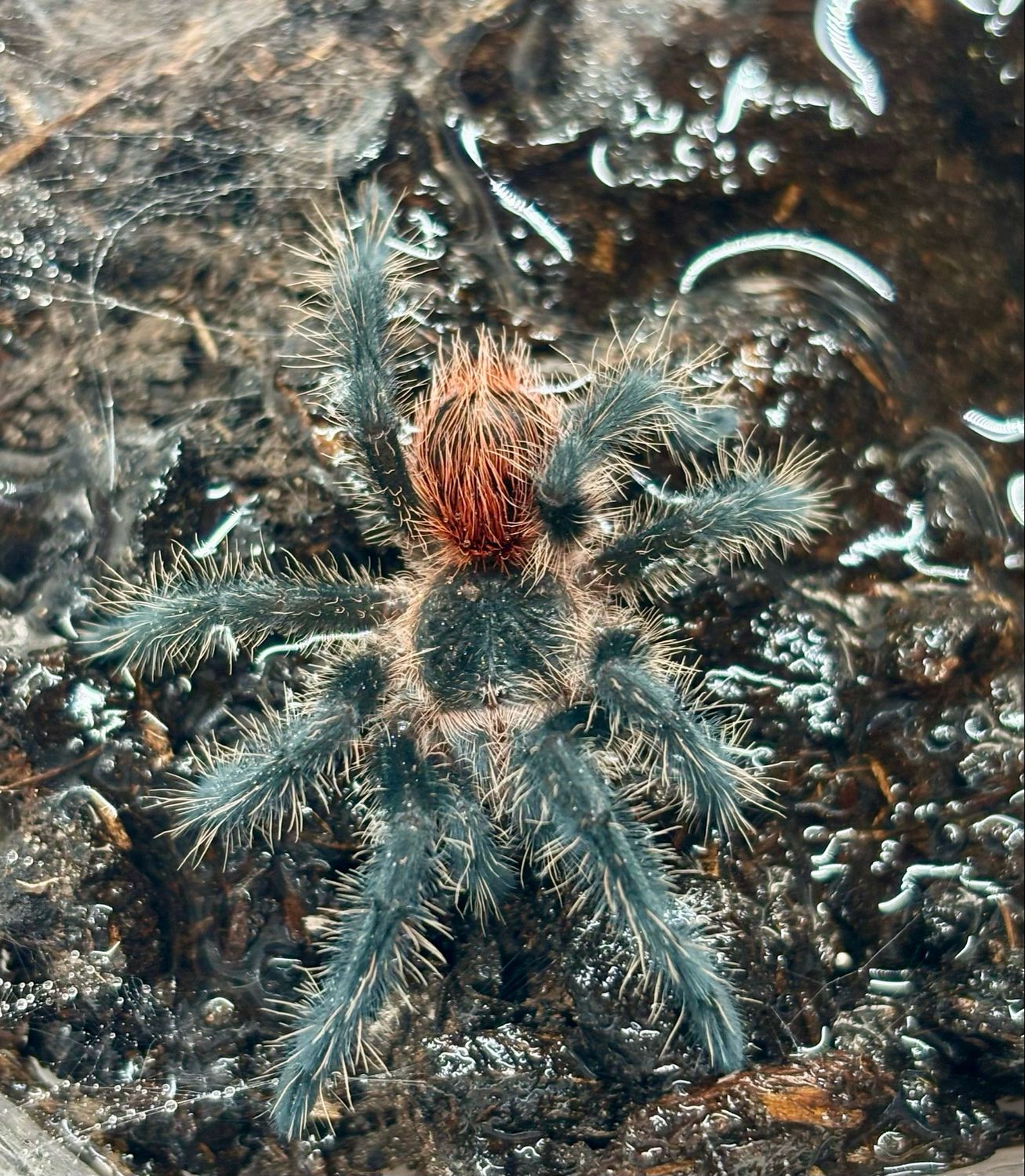 Grammostola actaeon (1,5cm KL)