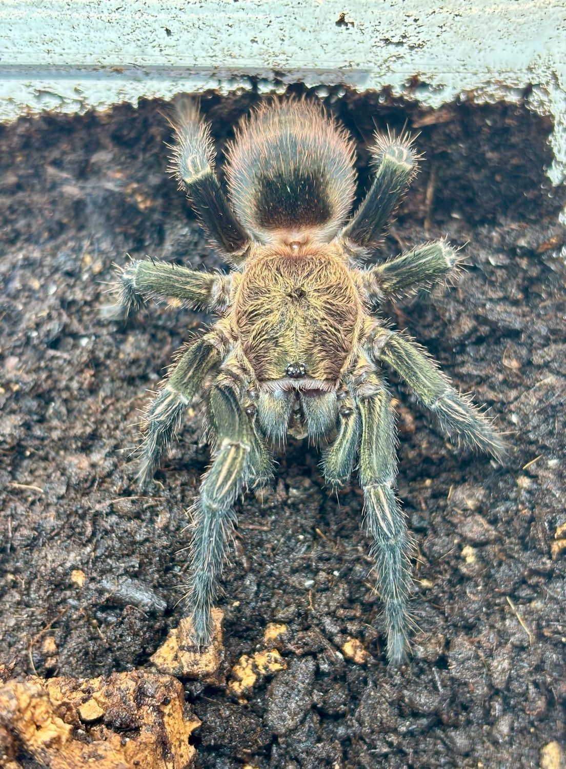 Thrixopelma sp. sullana (4,5cm KL) [von 10/2019]