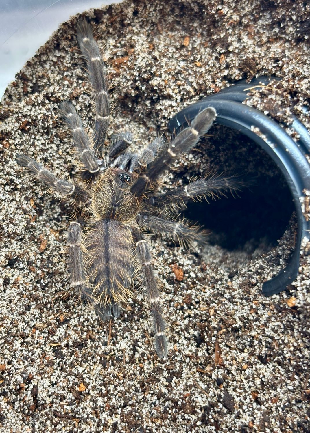 Ornithoctoninae sp Phan Cay blue (2,5cm KL)