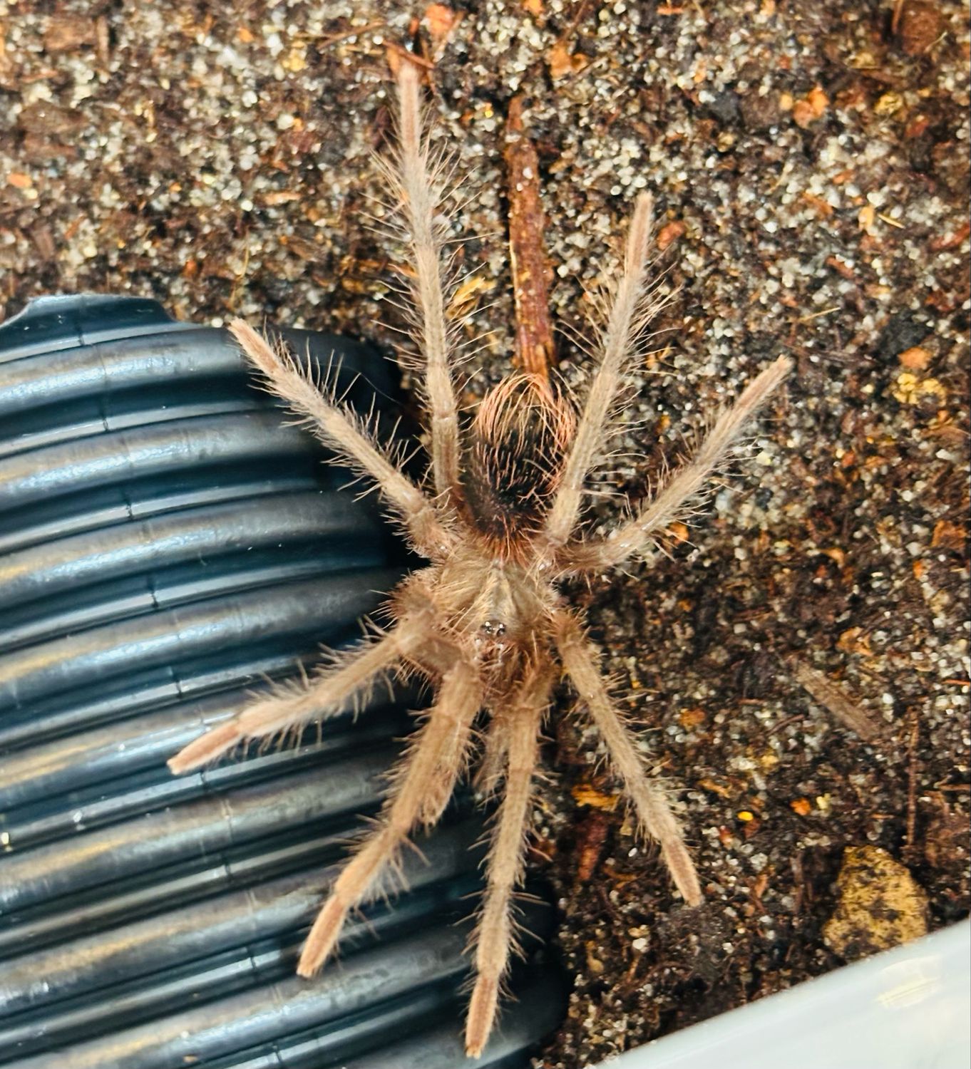 Xenesthis immanis (2 FH)