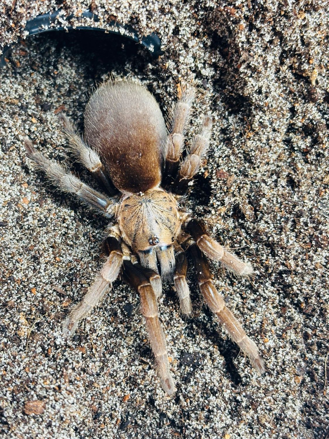 Haplocosmia nepalensis (4cm KL)
