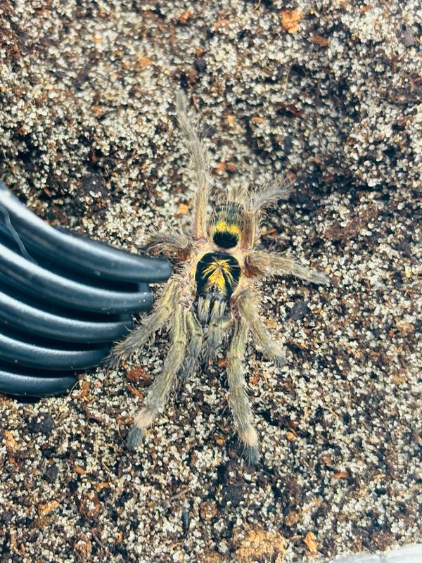 Neoholothele incei (1,5cm KL)