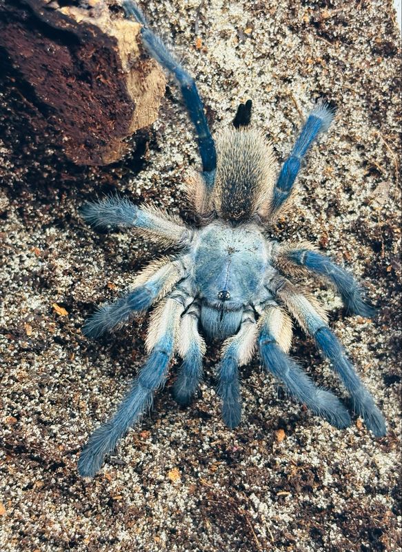 Monocentropus Balfouri (4,5cm KL)