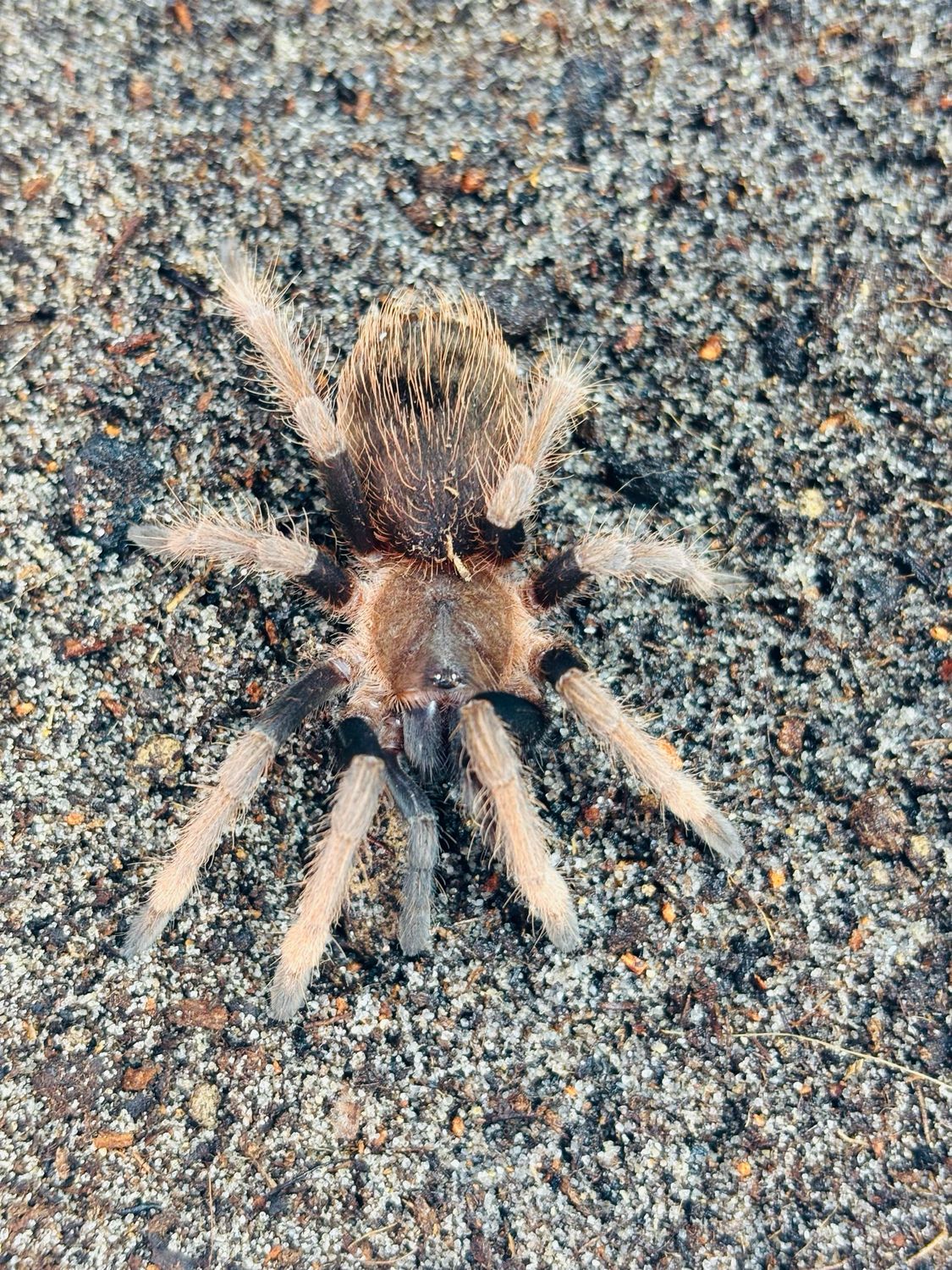 Sericopelma sp Santa Catalina (3cm KL)