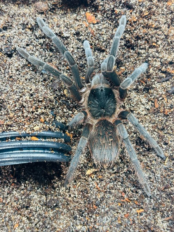 Sericopelma sp Rambala (4cm KL)