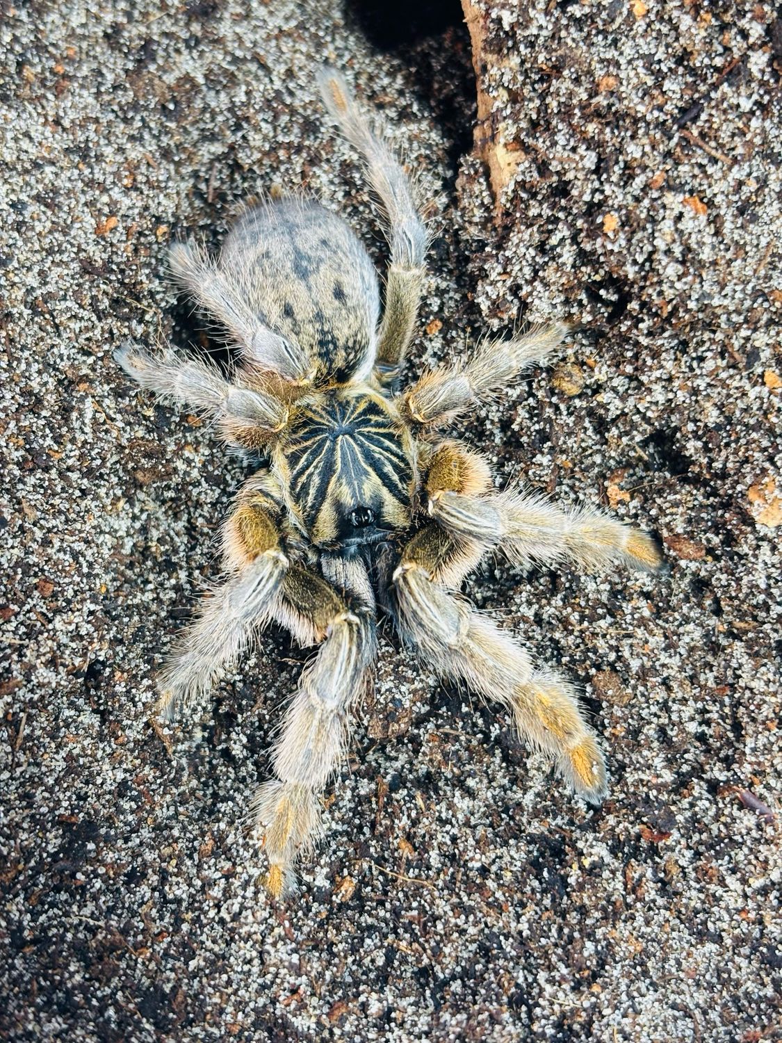 Augacephalus ezendami (4cm KL)
