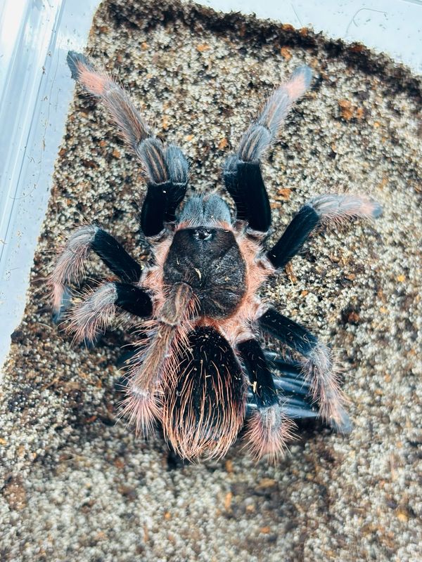 Sericopelma sp Azuero (4cm KL)