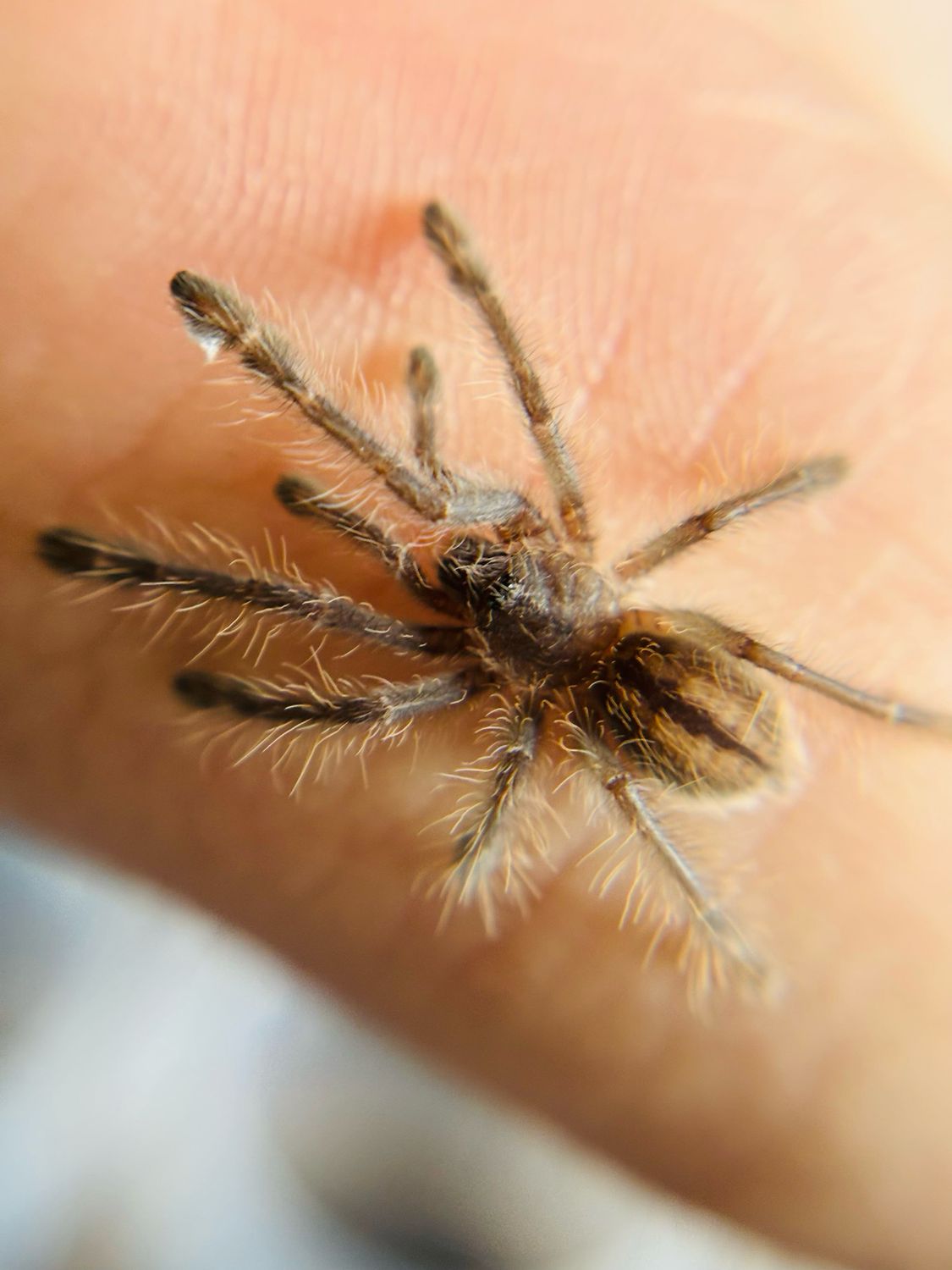 Poecilotheria metallica (1,5cm KL)