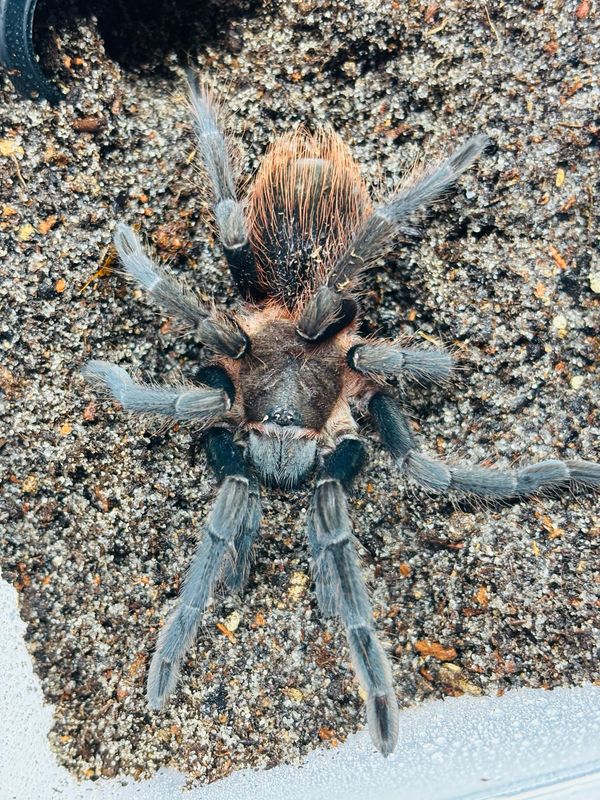 Sericopelma sp Veraguas (4cm KL)