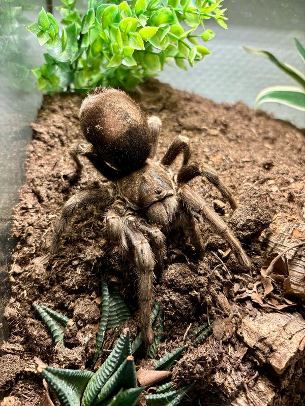 Grammostola pulchra (7cm KL) [ab dem 13.09.2025]