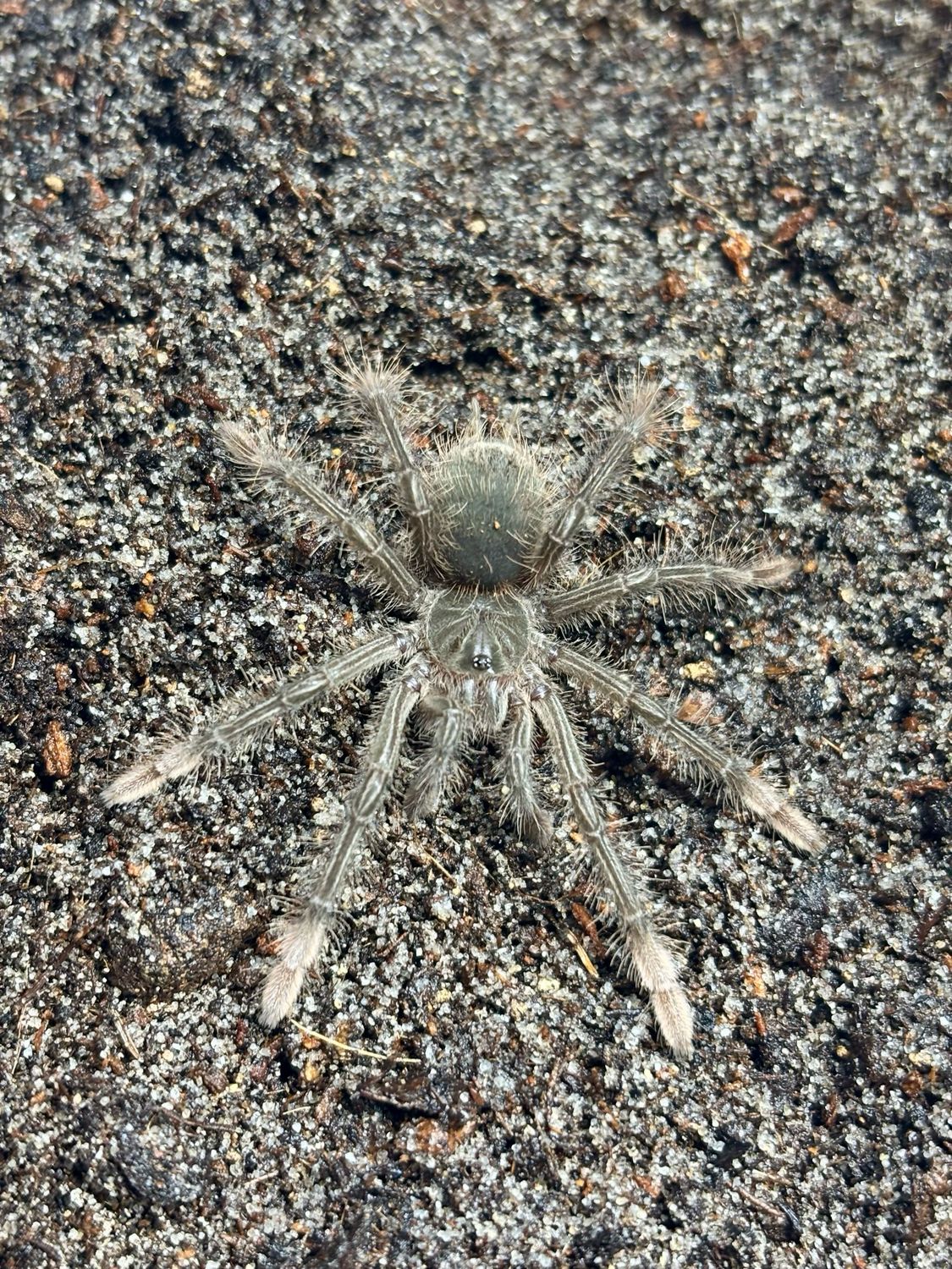 Theraphosa Stirmi (2cm KL)