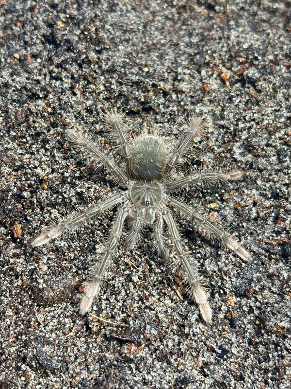 Theraphosa Stirmi (2cm KL)