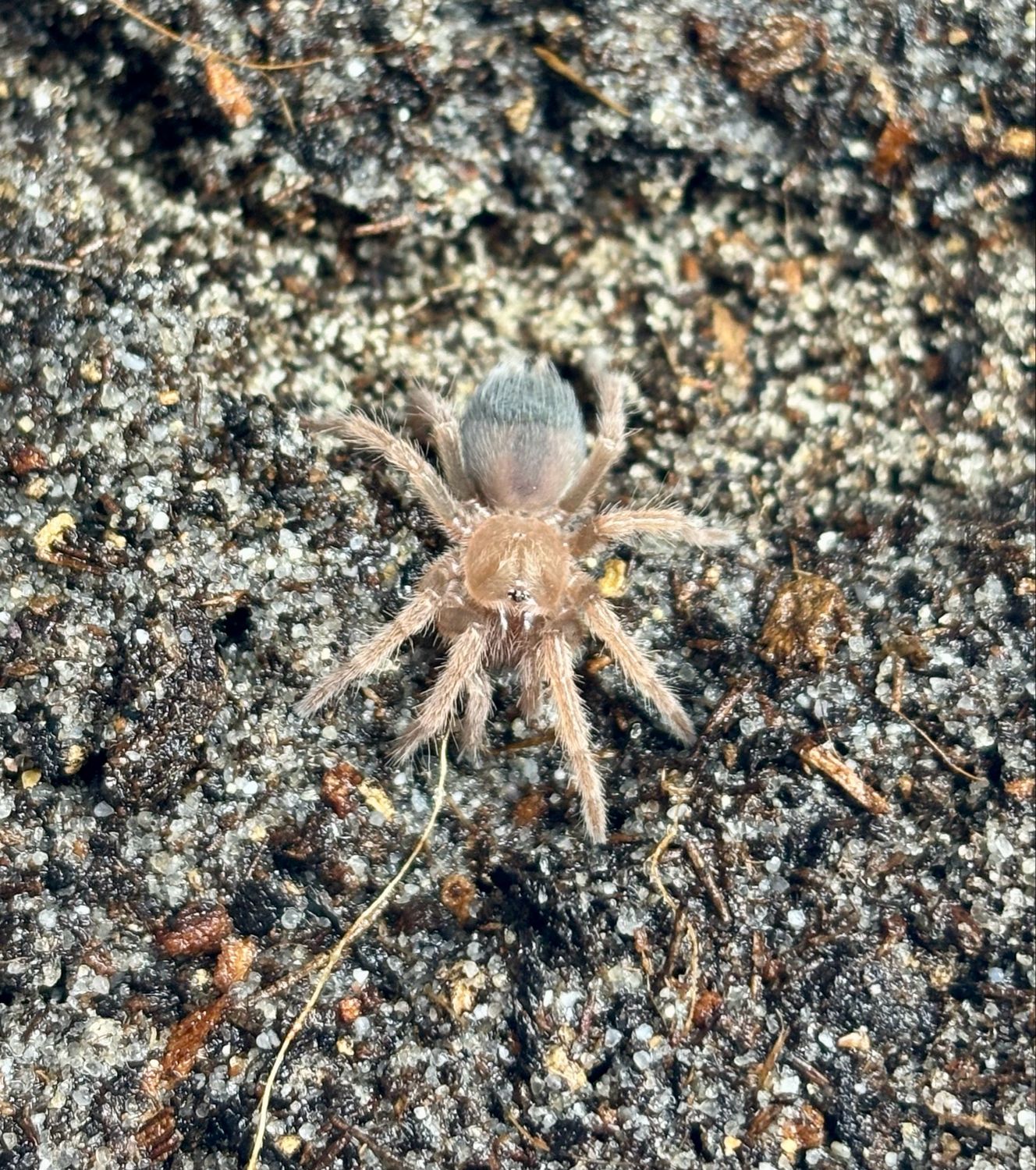 Brachypelma klaasi (3 FH)