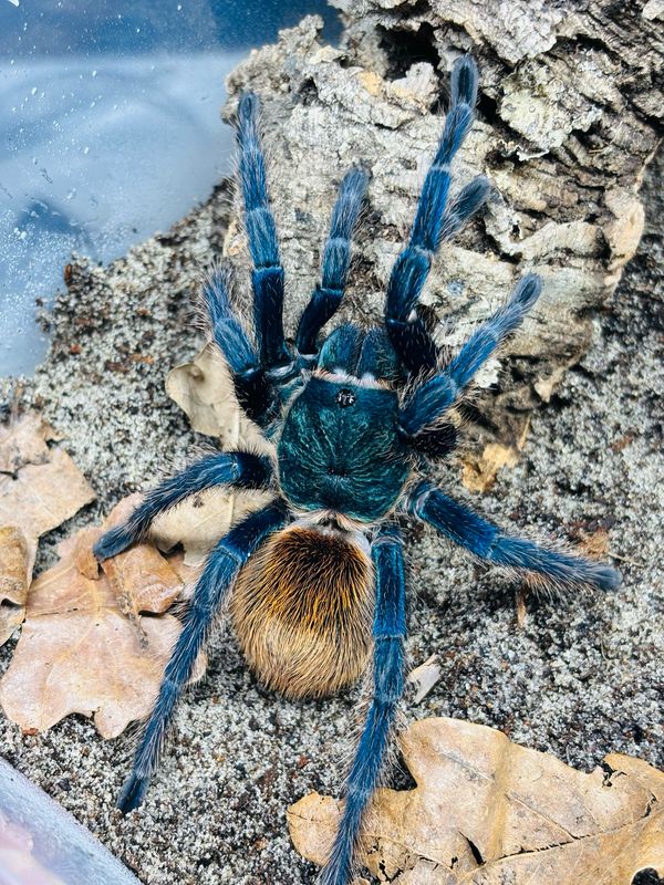 Chromatopelma cyaneopubescens (6cm KL)