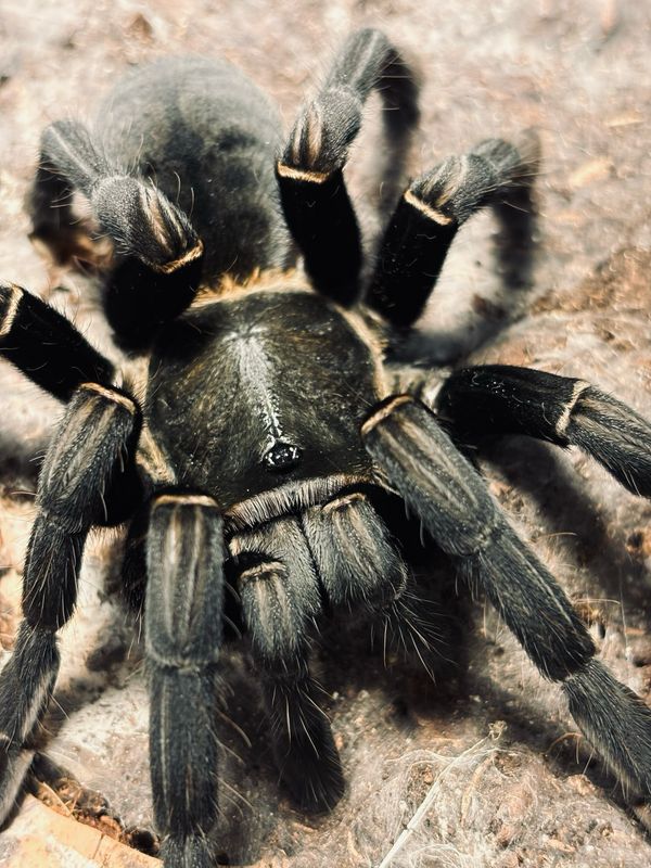 Cyriopagopus minax (6cm KL)