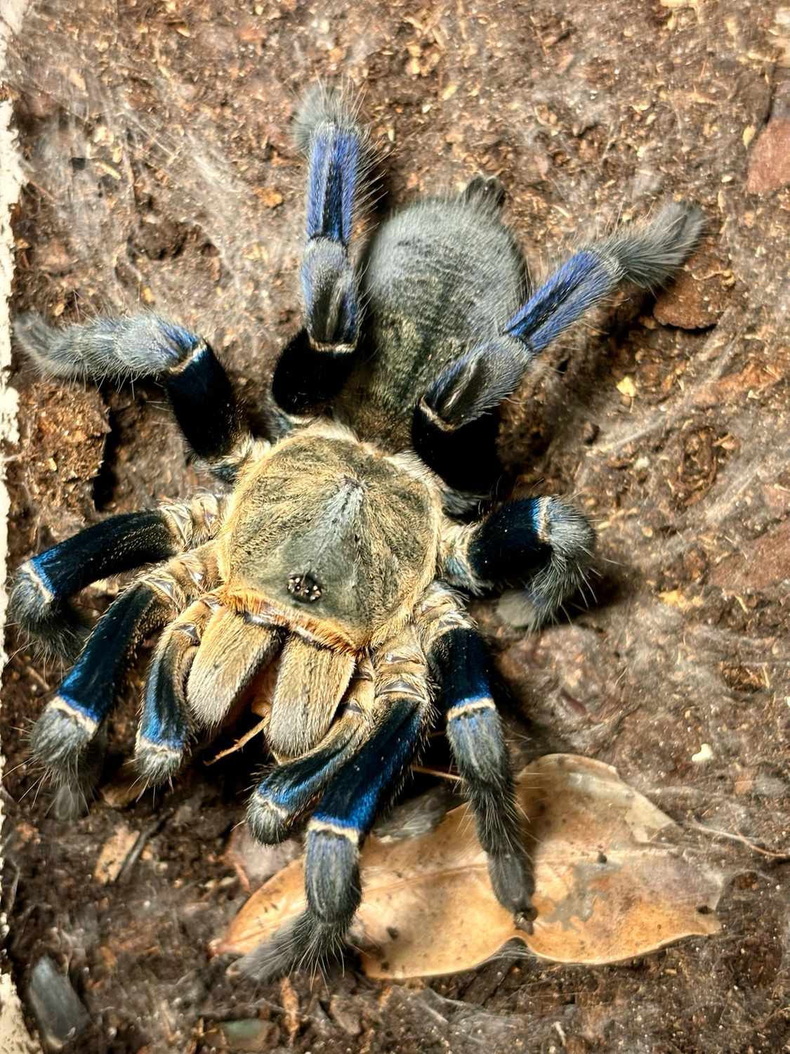 Haplopelma lividum (6cm KL)