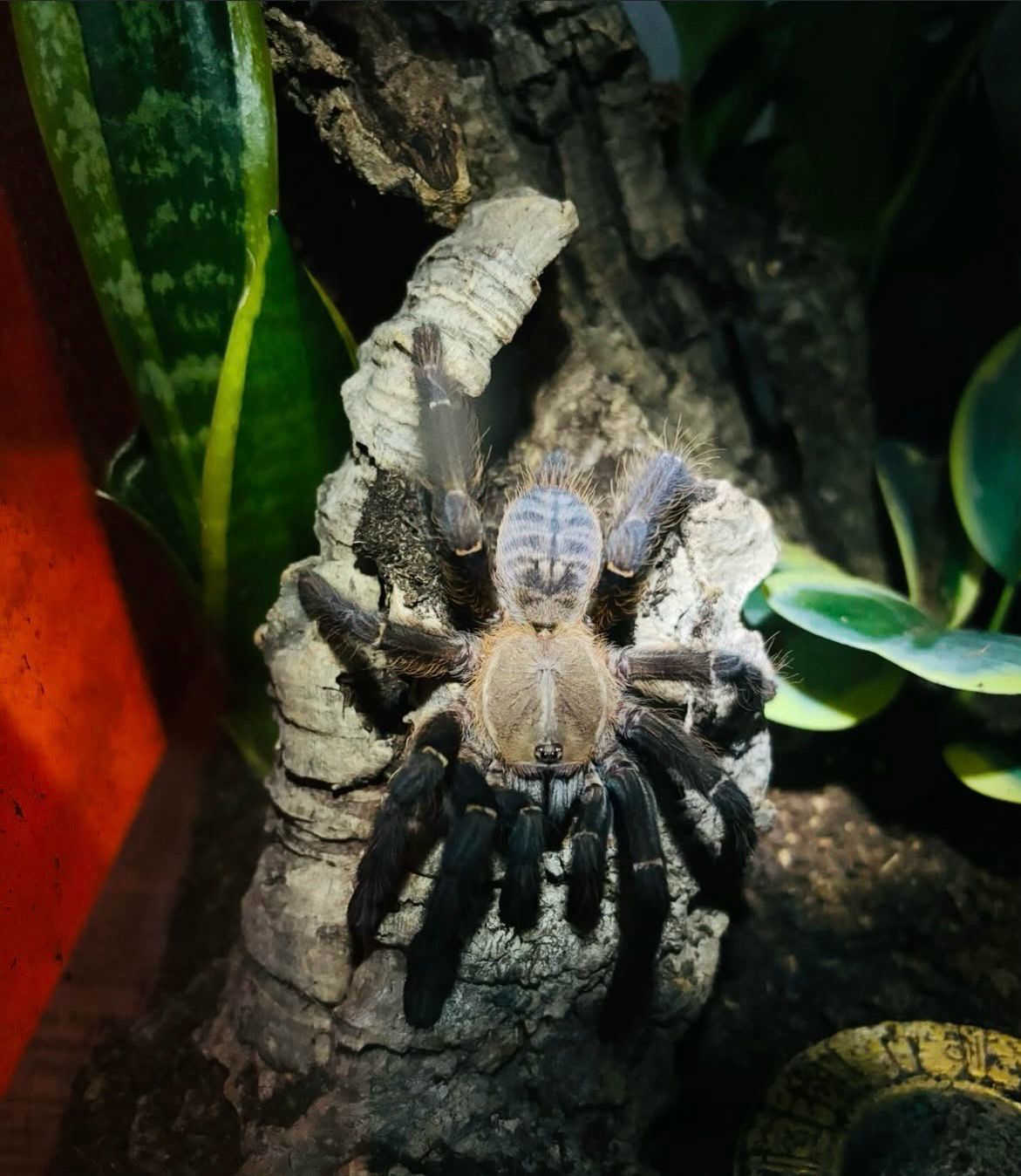 Cyriopagopus sp. Sumatran Tiger (5 cm KL)