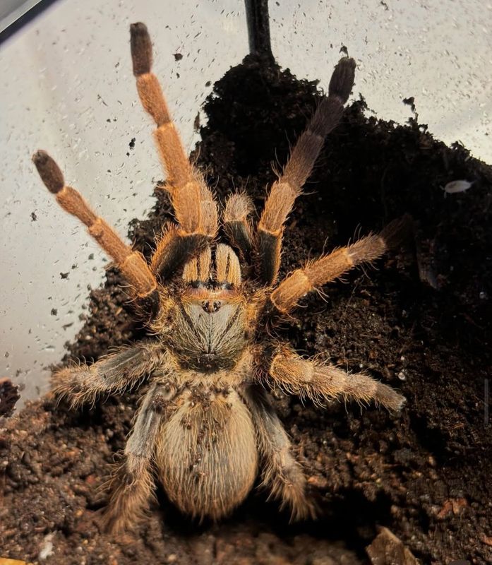 Ornithoctoninae sp. Vietnam Highland (3,5cm KL)