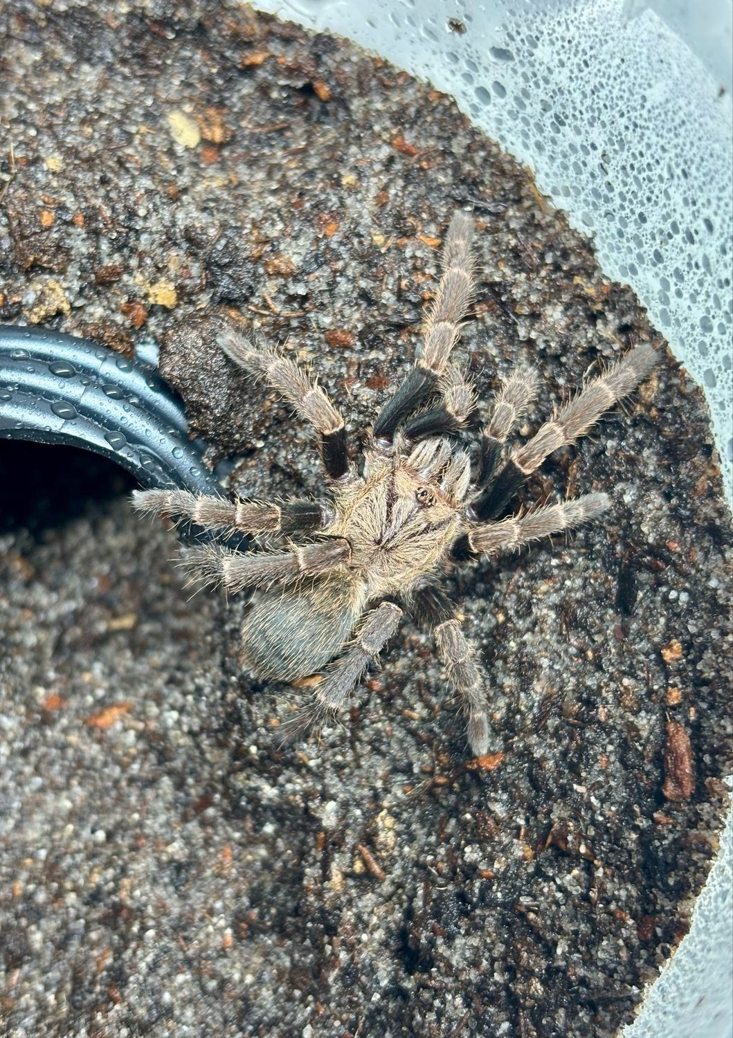 Ornithoctoninae sp. Viridis (2cm)