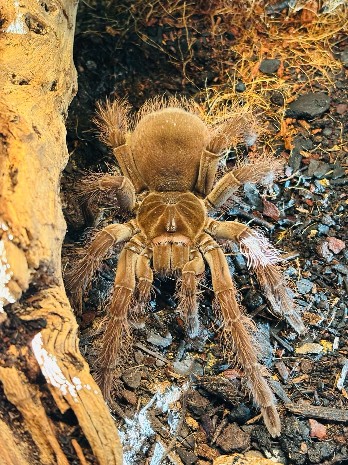 Theraphosa blondi (7cm KL)