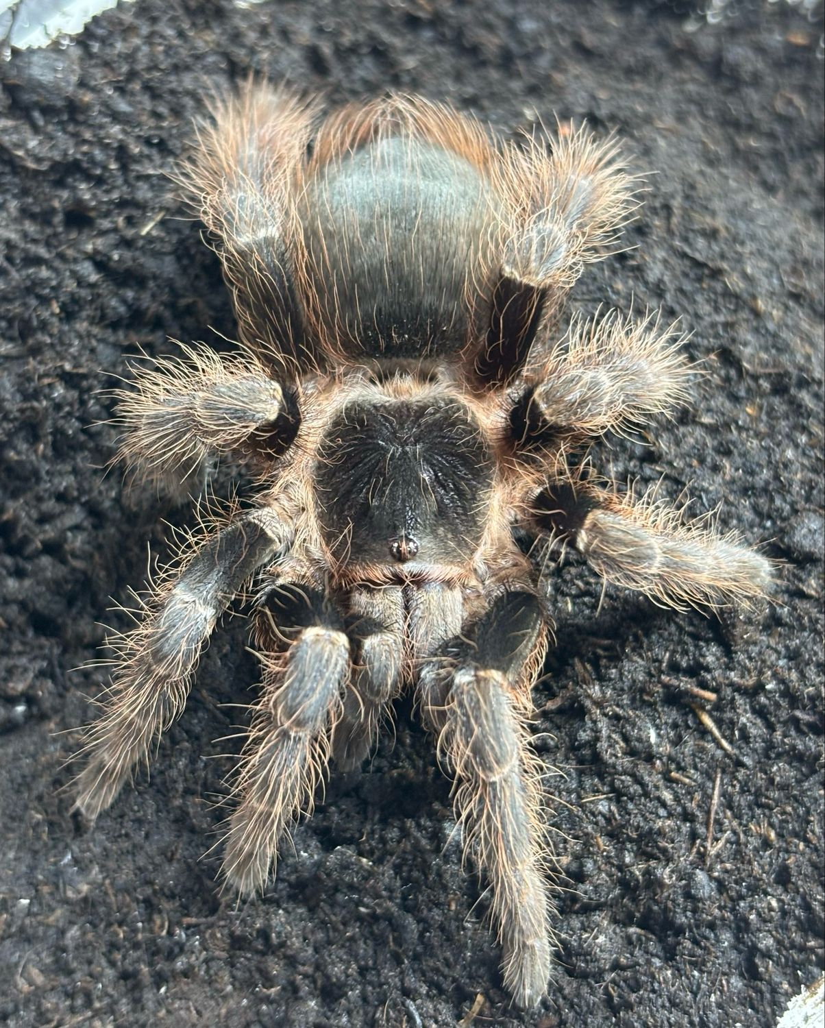 Nhandu carapoensis (5cm KL)