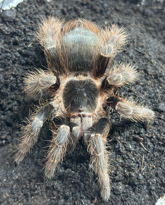 Nhandu carapoensis (5cm KL)