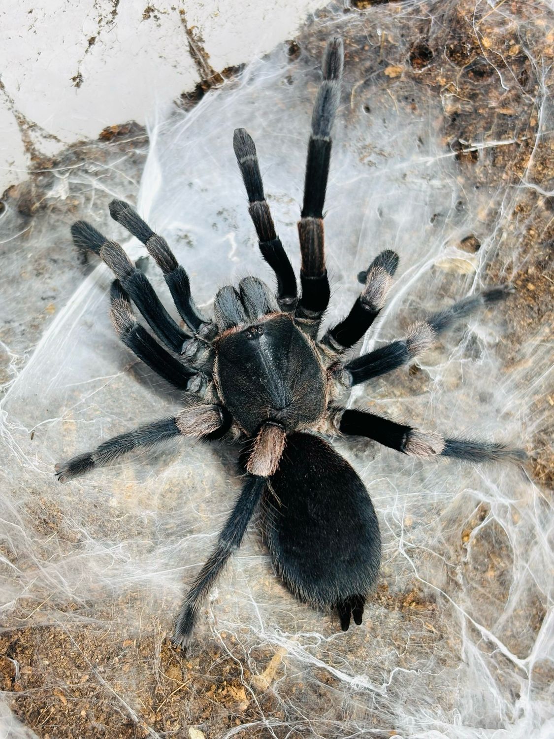 Haplocosmia himalayana (6cm KL)